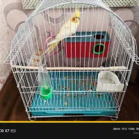 عروس هلندی لوتینو با قفس