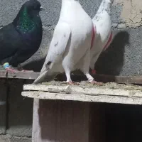 کبوتر پرشی ضمانت ساعت بالا