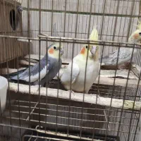 یک جفت عروس هلندی به همراه جوجه دان خور