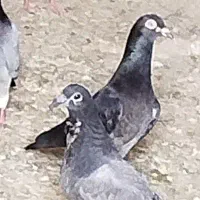 نر چاپی چشم سفید عتیقه