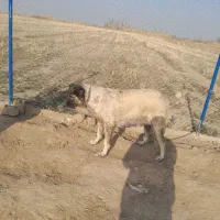 سگ ماده سراب|سگ|شوط, |دیوار