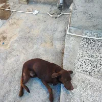 سگ دنبالی|سگ|کلاله, |دیوار