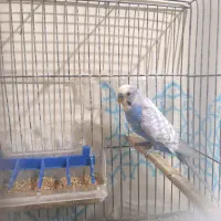 مرغ عشق رو تخم