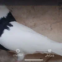 کبوتر ،|پرنده|کاشمر, |دیوار