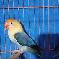 درماان حوصله