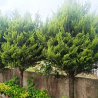 کاج ۸ساله بسیار زیبا