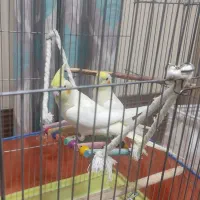 عروس هلندی|پرنده|بندرعباس, |دیوار