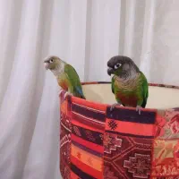 یک جفت گرینچیک مولد