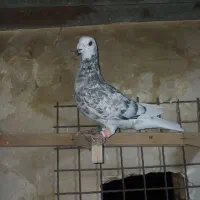 ۵تاصیدقلدرپرشی
