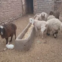 بره نر وگیسه فروشی