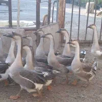 فروش قوغاز|حیوانات مزرعه|شریفآباد, |دیوار