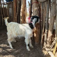 کهر ماده بزرگ قیمت عالی