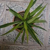 گل طبیعی|گل و گیاه طبیعی|اصفهان, سرتاوه|دیوار