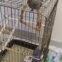 عروس هلندی سه ماهه دونه خور سالم وبازیگوش|پرنده|محمدشهر, شهرک پیام (مهرالبرز)|دیوار