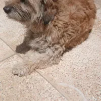 سگ پاکوتاه ماده