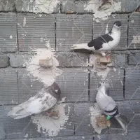 ۴ عدد کفتر قلدور