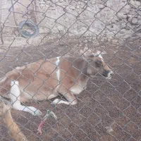 گاو شیری برا فروش