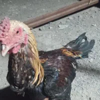 خروس|پرنده|سراوان, |دیوار