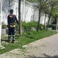 باغبانی،،علف زنی و هرس درختان