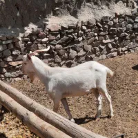 نربز سانن