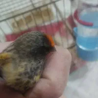 گلبسر|پرنده|ماکو, |دیوار