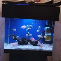 فروش آکواریوم جلو خم