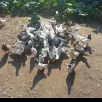کبوتر