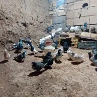 جفتی ۲۶۰|پرنده|جوین, |دیوار