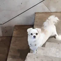 گمشده|حیوانات|فلاورجان, |دیوار