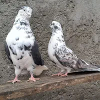 جفت عتیقه به قول یارو نامبروان