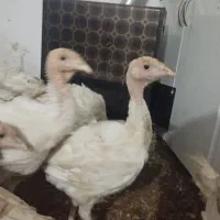 فروش بوقلمون درحال وزن گیری