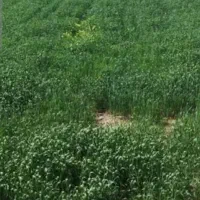 اجاره می کنم زمین کشاورزی برا کاشت گندم بژگ