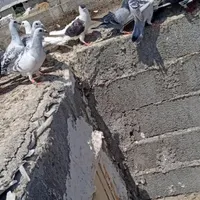 کبوتر|پرنده|زاهدان, |دیوار