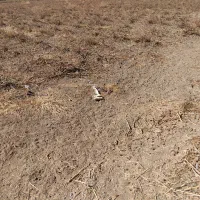 اجاره زمین کشاورزی|اجارهٔ دفتر صنعتی، کشاورزی، تجاری|میاندوآب, |دیوار