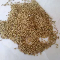 فروش بذر تضمینی|خدمات باغبانی و درختکاری|شیراز, قصرالدشت|دیوار