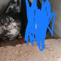 قفس کـبـوتـر گ م شده