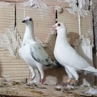 کفتر بوم  زدو خور