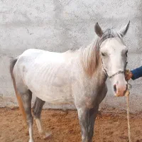 مادیان ۴سال|اسب و تجهیزات اسب‌سواری|گالیکش, |دیوار