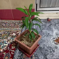 گل های زیبا|گل و گیاه طبیعی|بناب, |دیوار