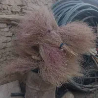 جارو محلی(گزی)