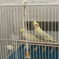 عروس هلندی لوتینو ماده آماده جفت گیری|پرنده|رشت, دیلمان|دیوار