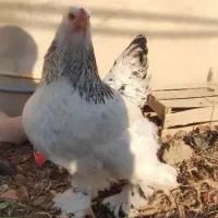 تخم مرغ برهما لایت