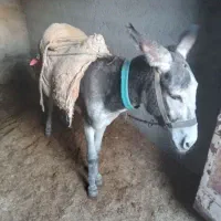 الاغ خر گوسفندی