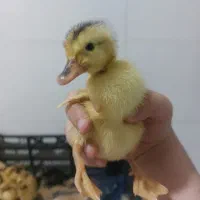 جوجه اردک پکنی