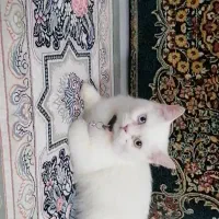 گربه پرشین|گربه|مشهد, حضرت حجت|دیوار