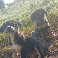 حیوانات خانگی (سگ نگهبان )