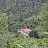 اجاره انبار سوله برای دام و طیور.... گلخانه|اجارهٔ دفتر صنعتی، کشاورزی، تجاری|املش, |دیوار