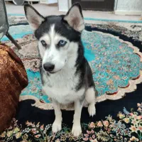 سگ هاسکی بسیار باداب وباهوش