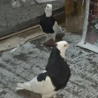 یک جفت کفتر