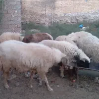 اهواز سوسنگرد